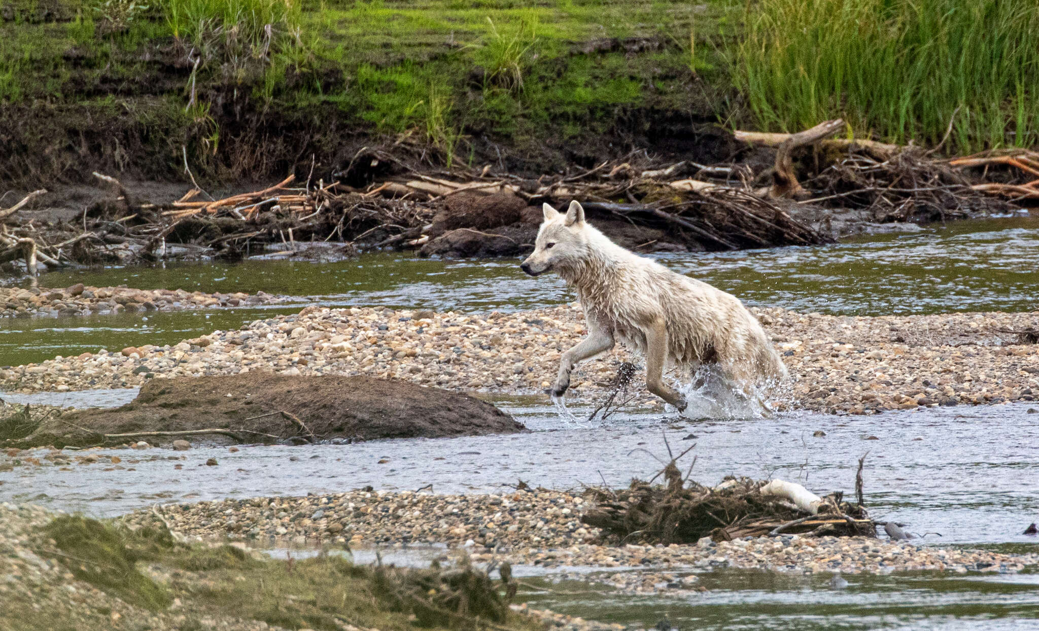 Image of Arctic wolf