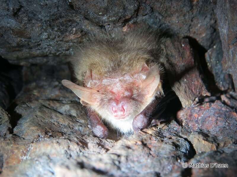Image of Brown long-eared bat