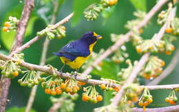 Euphonia violacea (Linnaeus 1758)的圖片