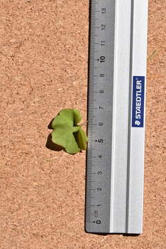 Image of Ivy-leaved Toadflax