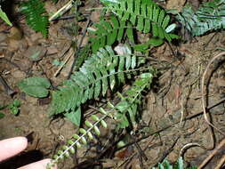 Image of Bolbitis appendiculata (Willd.) Iwatsuki