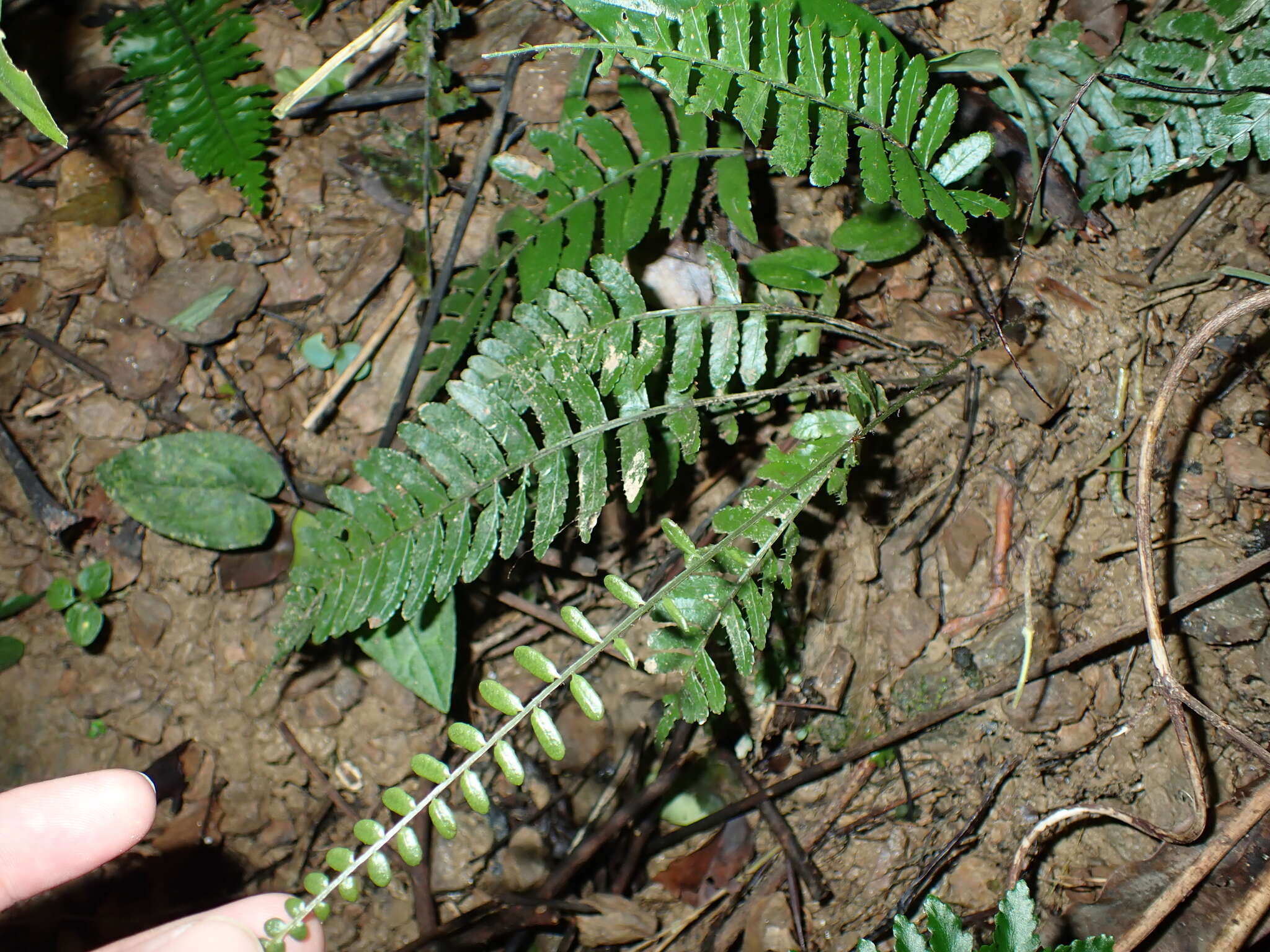 Bolbitis appendiculata (Willd.) Iwatsuki resmi