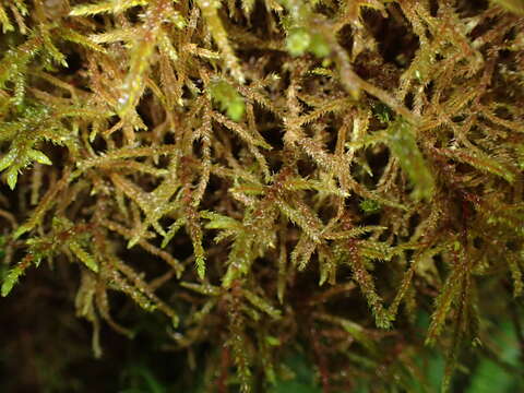 Image of loeskeobryum moss