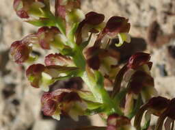 Image of Brachycorythis mac-owaniana Rchb. fil.