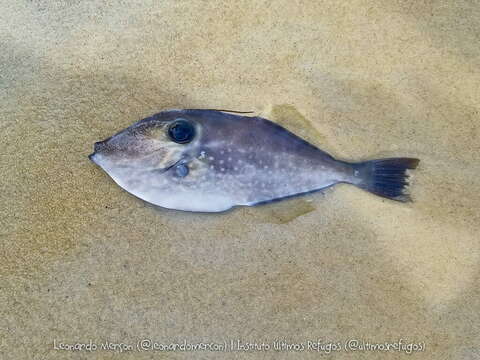 Image of Batfish