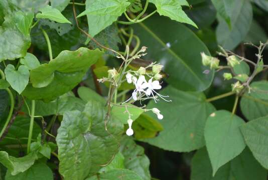 Image of Clerodendrum infortunatum L.