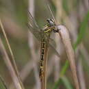 صورة Onychogomphus nigrotibialis Sjöstedt 1909