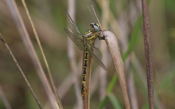 صورة Onychogomphus nigrotibialis Sjöstedt 1909