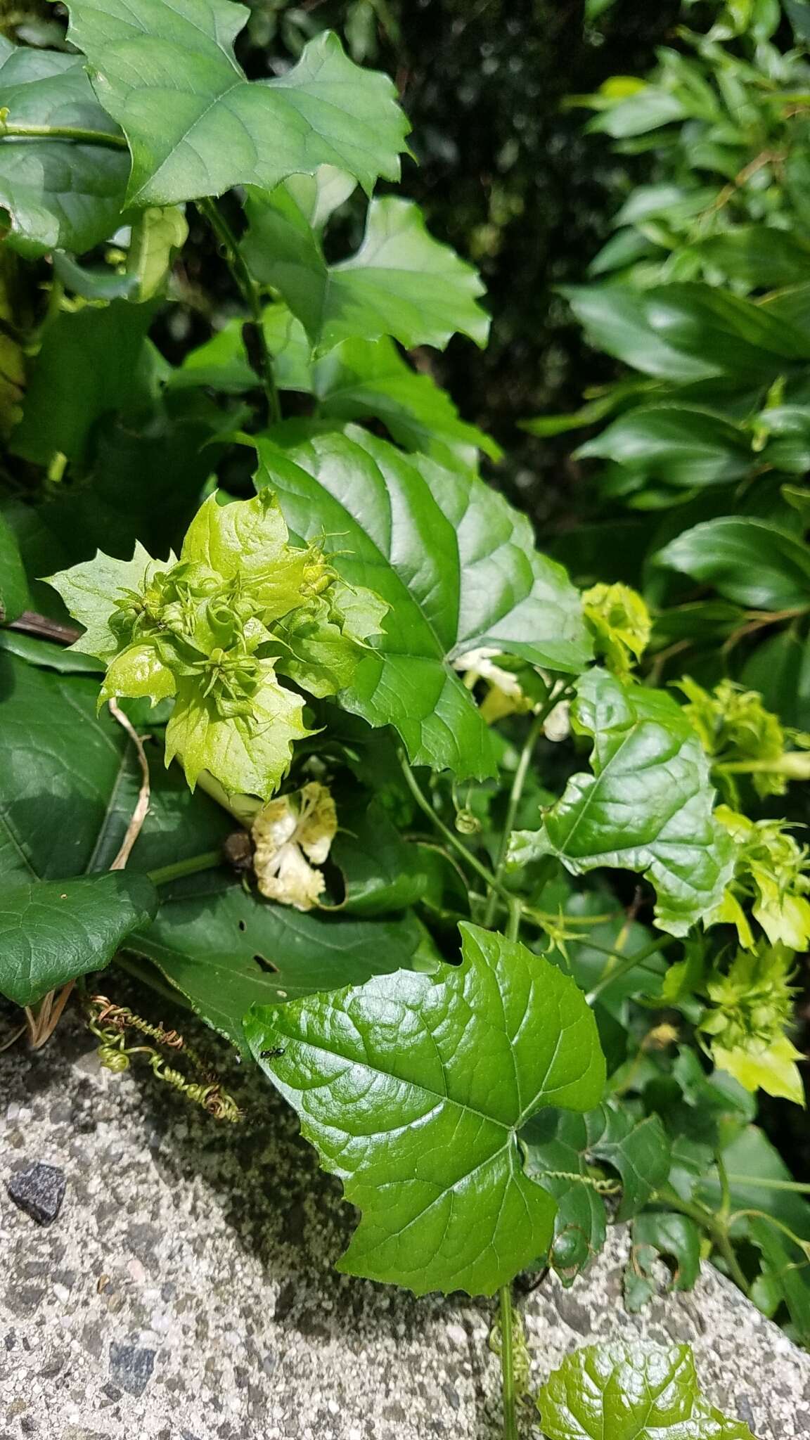 Image of Trichosanthes kirilowii var. japonica (Miq.) Kitam.