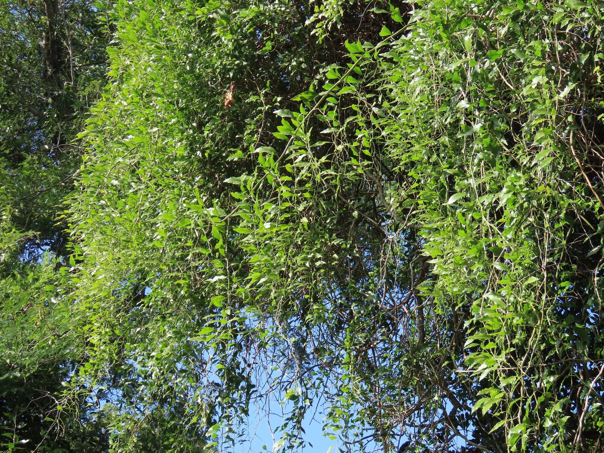 Image of Capparis fascicularis var. fascicularis