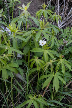 Image of Anemonastrum dichotomum (L.) Mosyakin