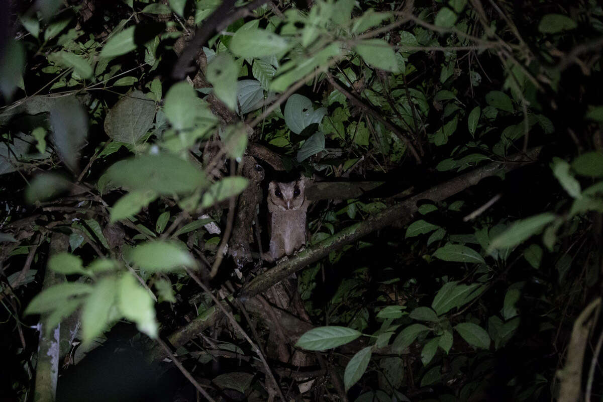 Image of Sri Lanka Bay Owl