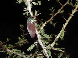 صورة Sternocera chrysis (Fabricius 1775)