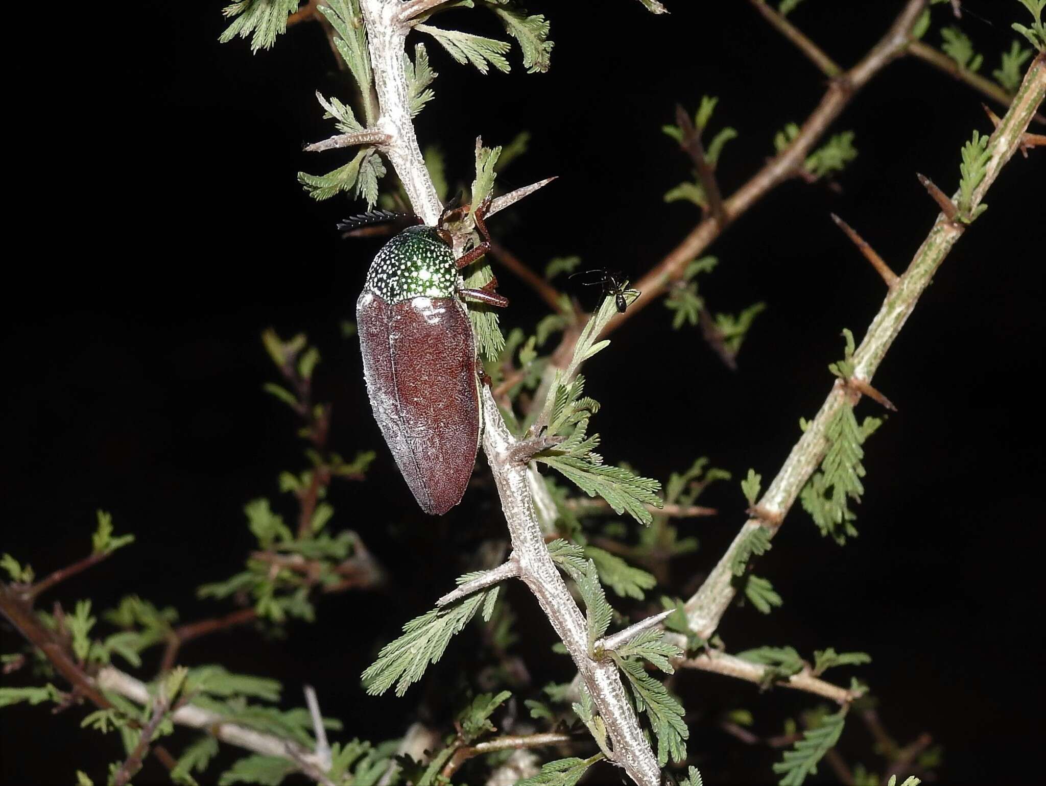 صورة Sternocera chrysis (Fabricius 1775)