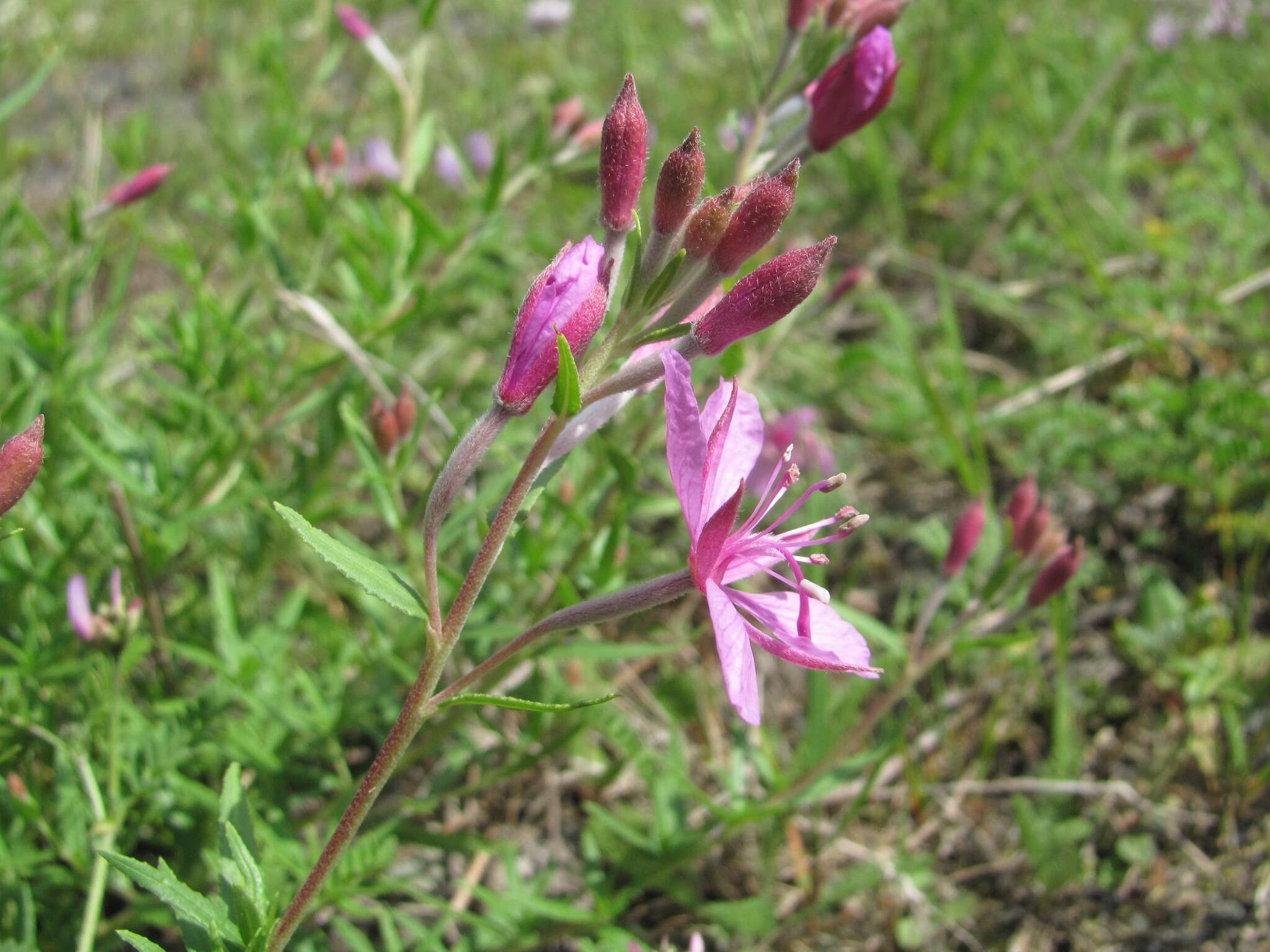 Imagem de Epilobium colchicum subsp. colchicum