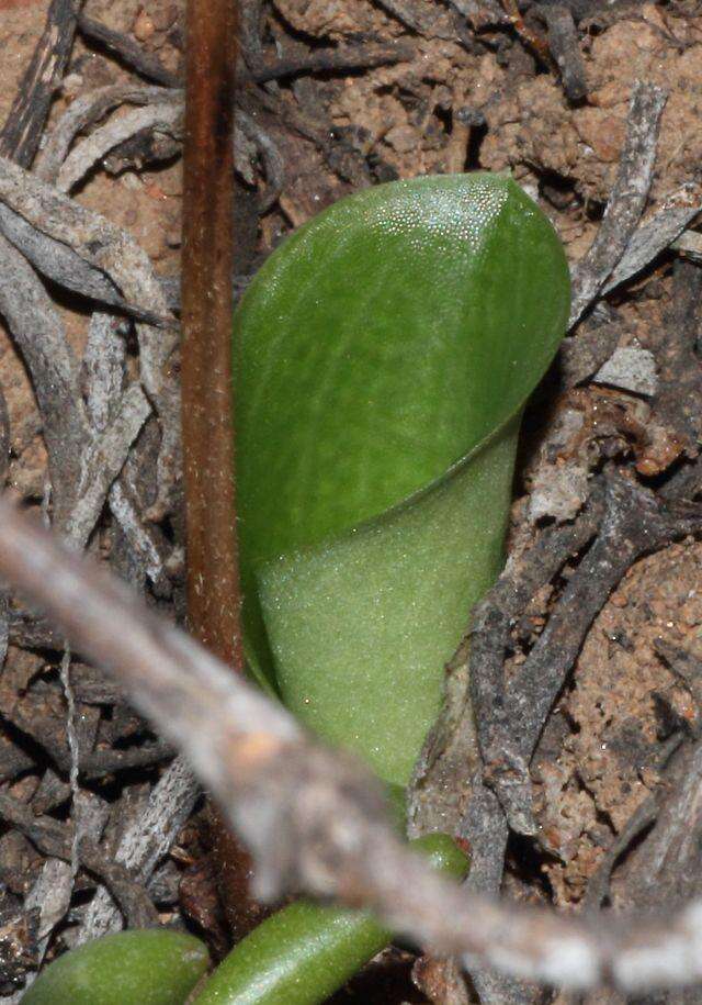 Image of Holothrix grandiflora (Sond.) Rchb. fil.