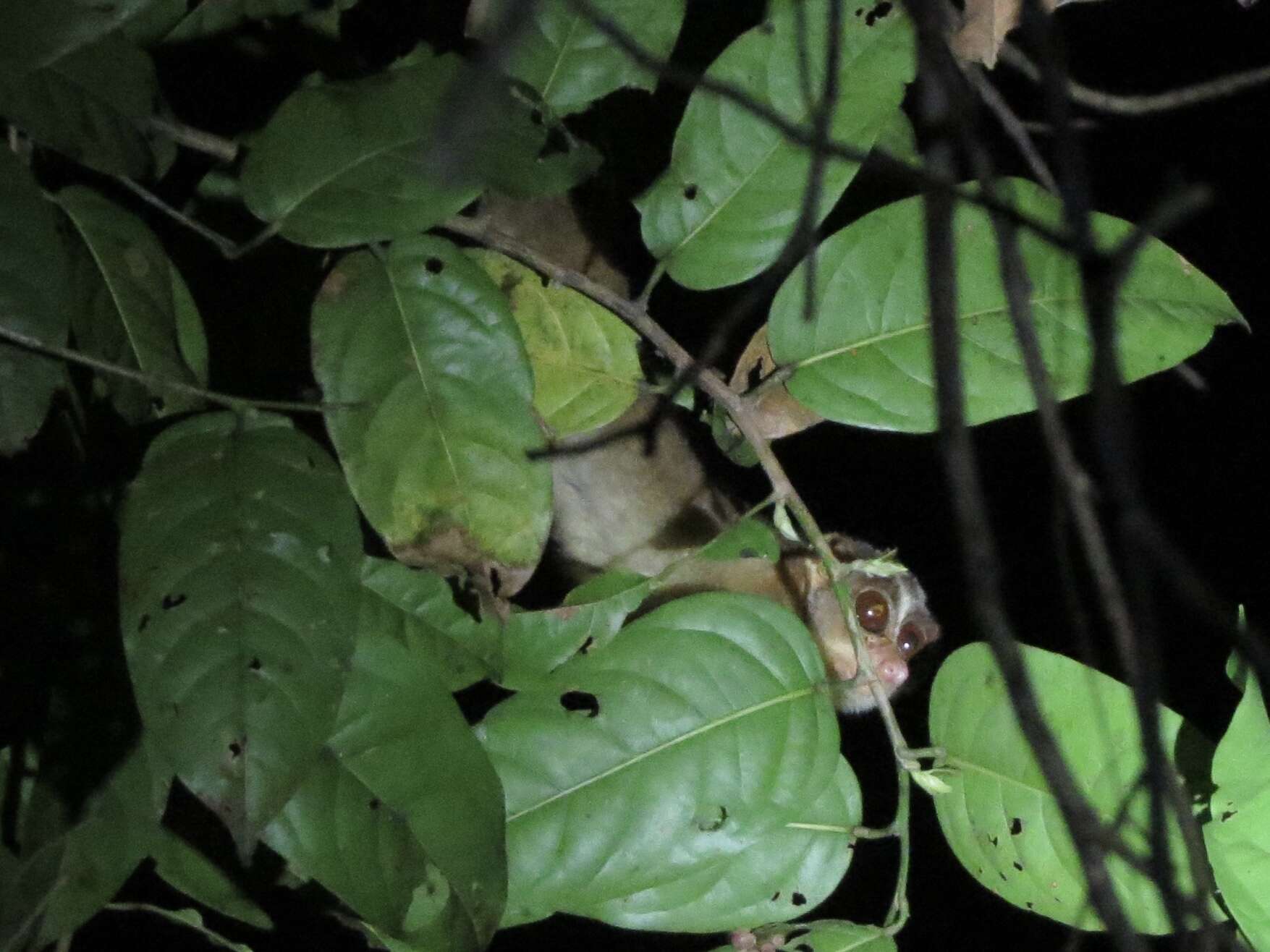 Image of slender loris