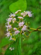 Sivun Callicarpa longifolia Lam. kuva