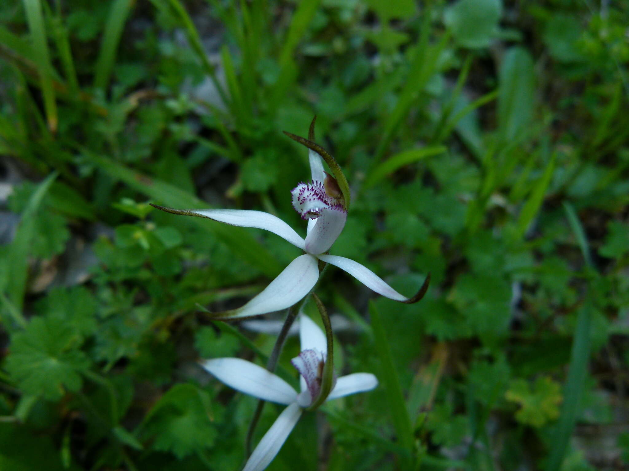 Image of Sugar candy orchid