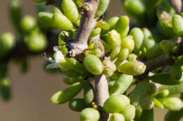 Image of California desert-thorn