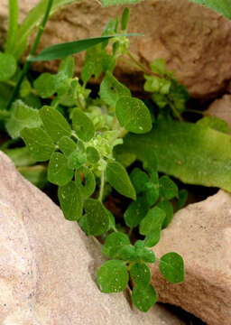 Imagem de Parietaria alsinifolia Del.