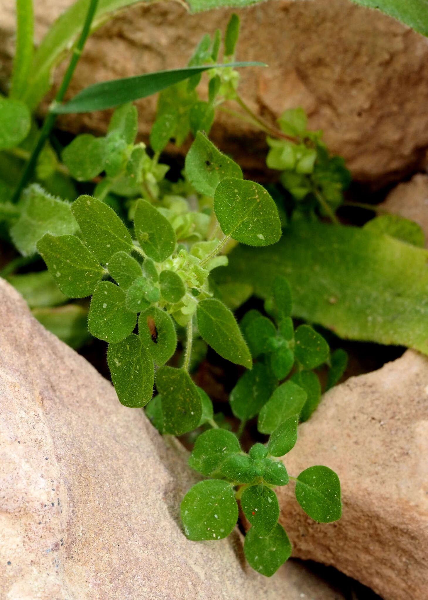 Imagem de Parietaria alsinifolia Del.