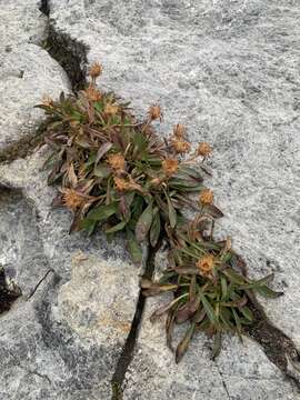 Image of King's serpentweed