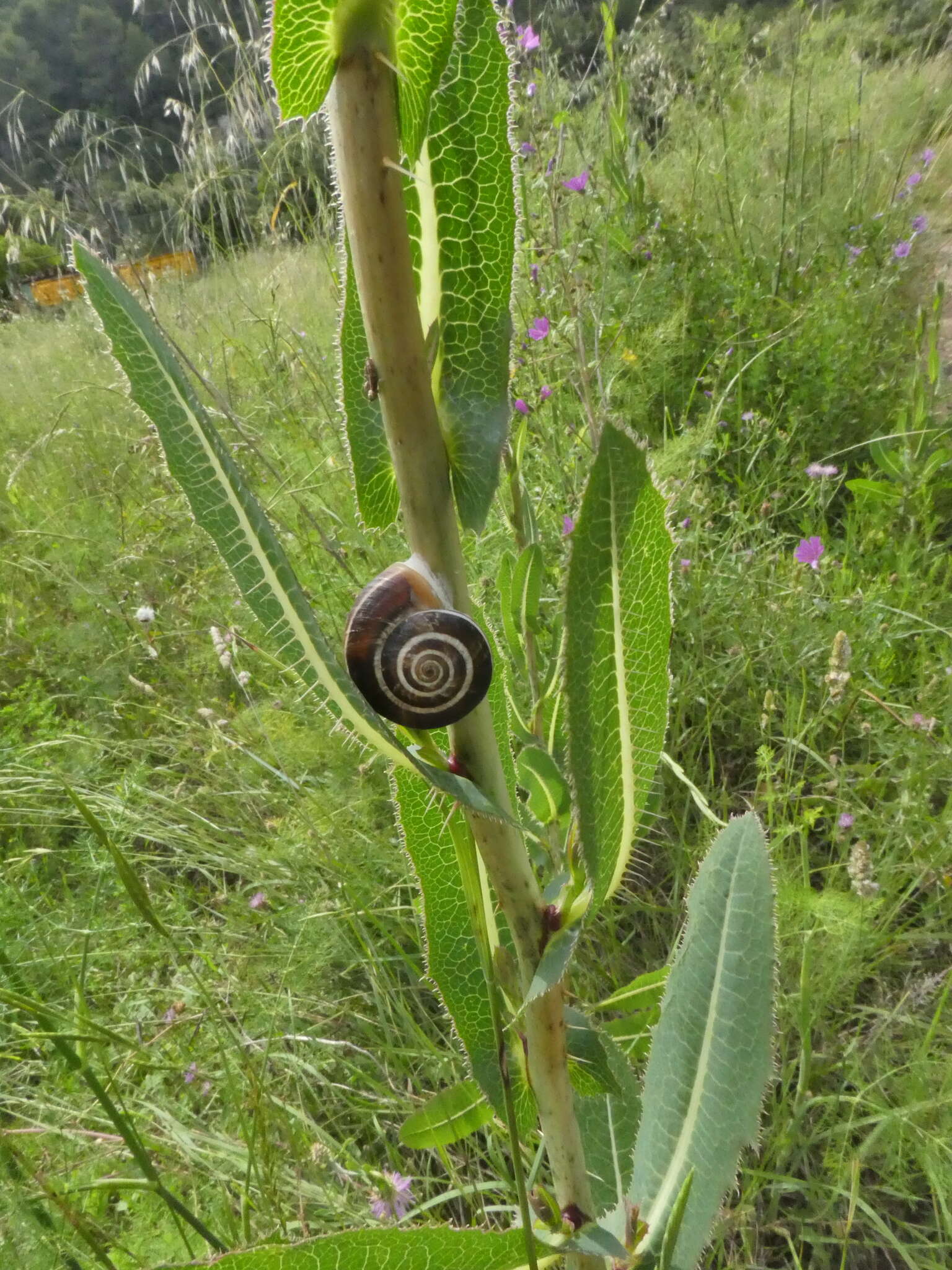 Image of Xerosecta arigonis (A. Schmidt 1853)