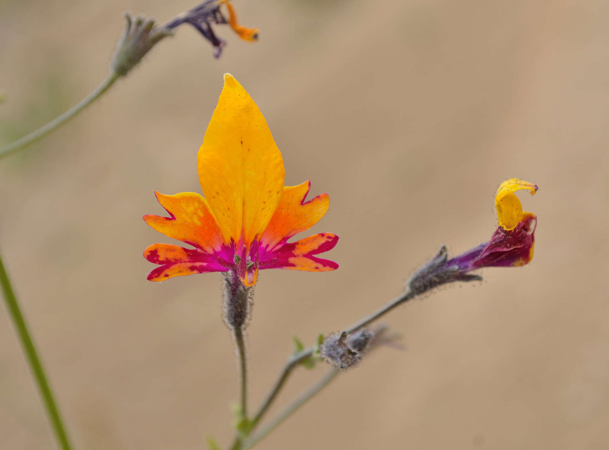 Imagem de Schizanthus coccineus (Phil.) J. M. Watson