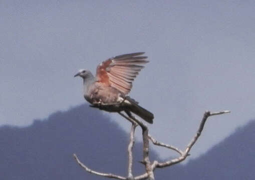 Image of Barking Imperial Pigeon