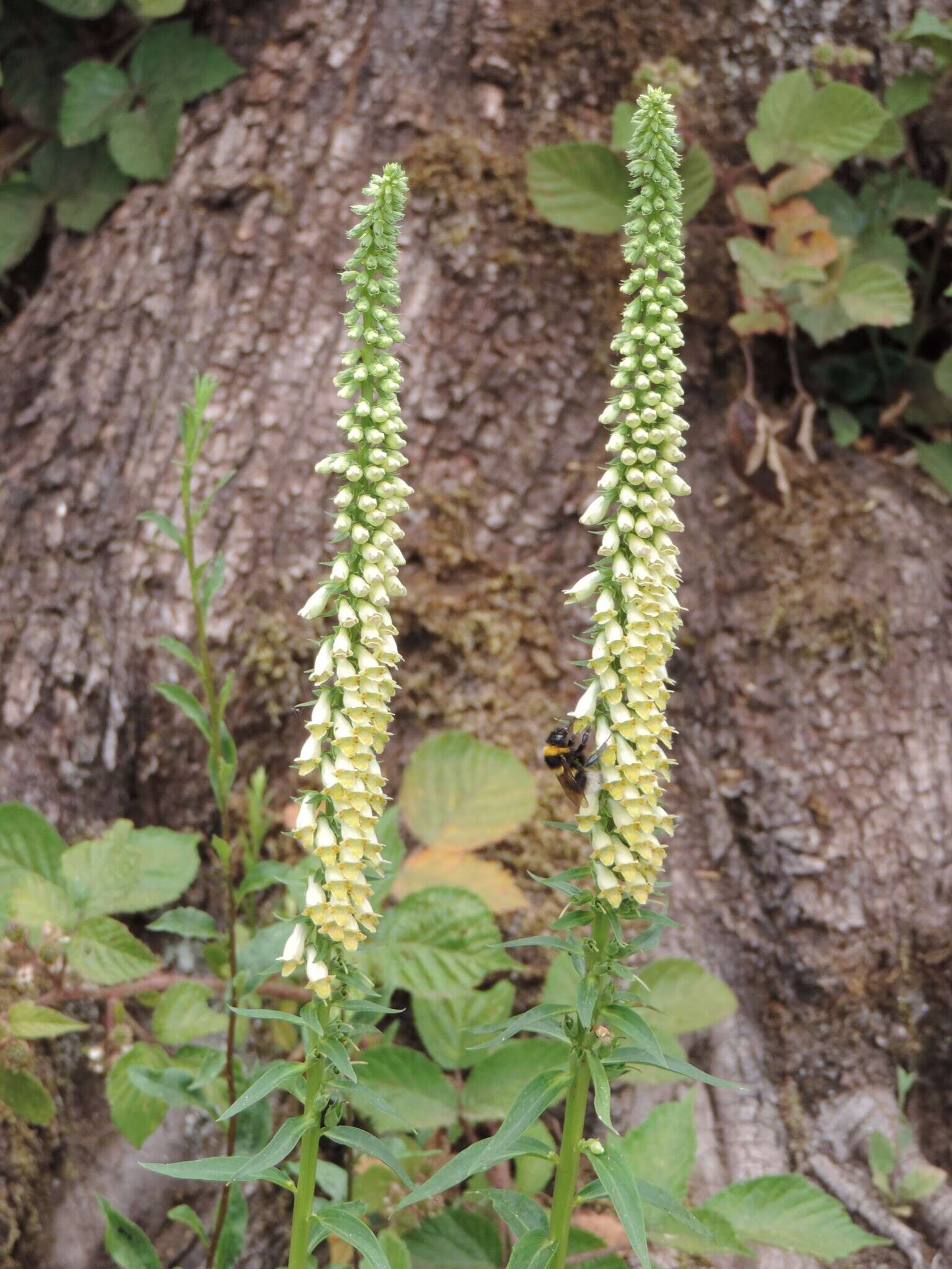 Image de Digitalis lutea subsp. australis (Ten.) Arcangeli