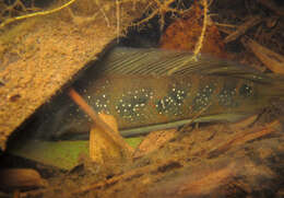 Image of Small snakehead