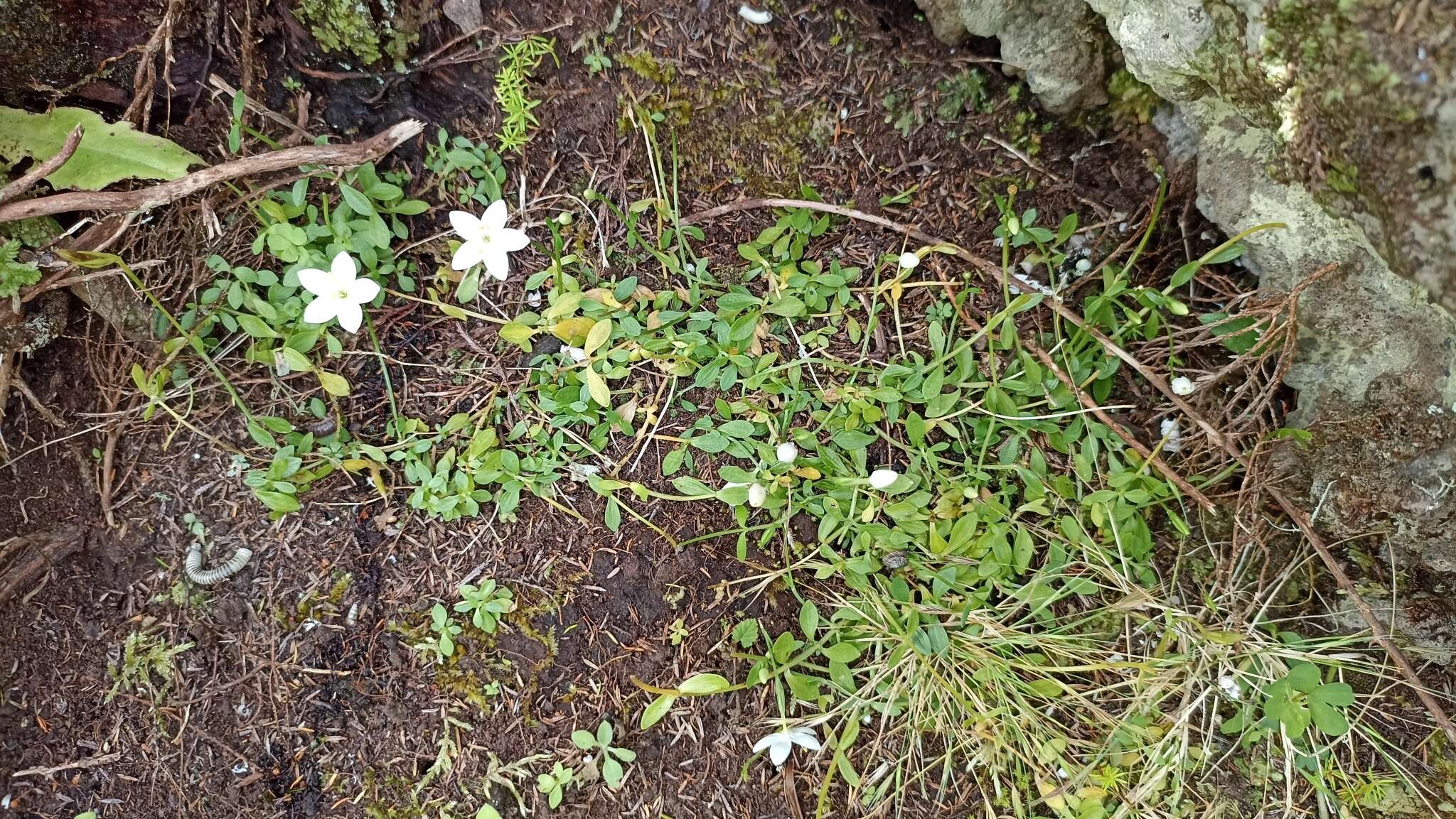 Image of Centaurium scilloides (L. fil.) Samp.