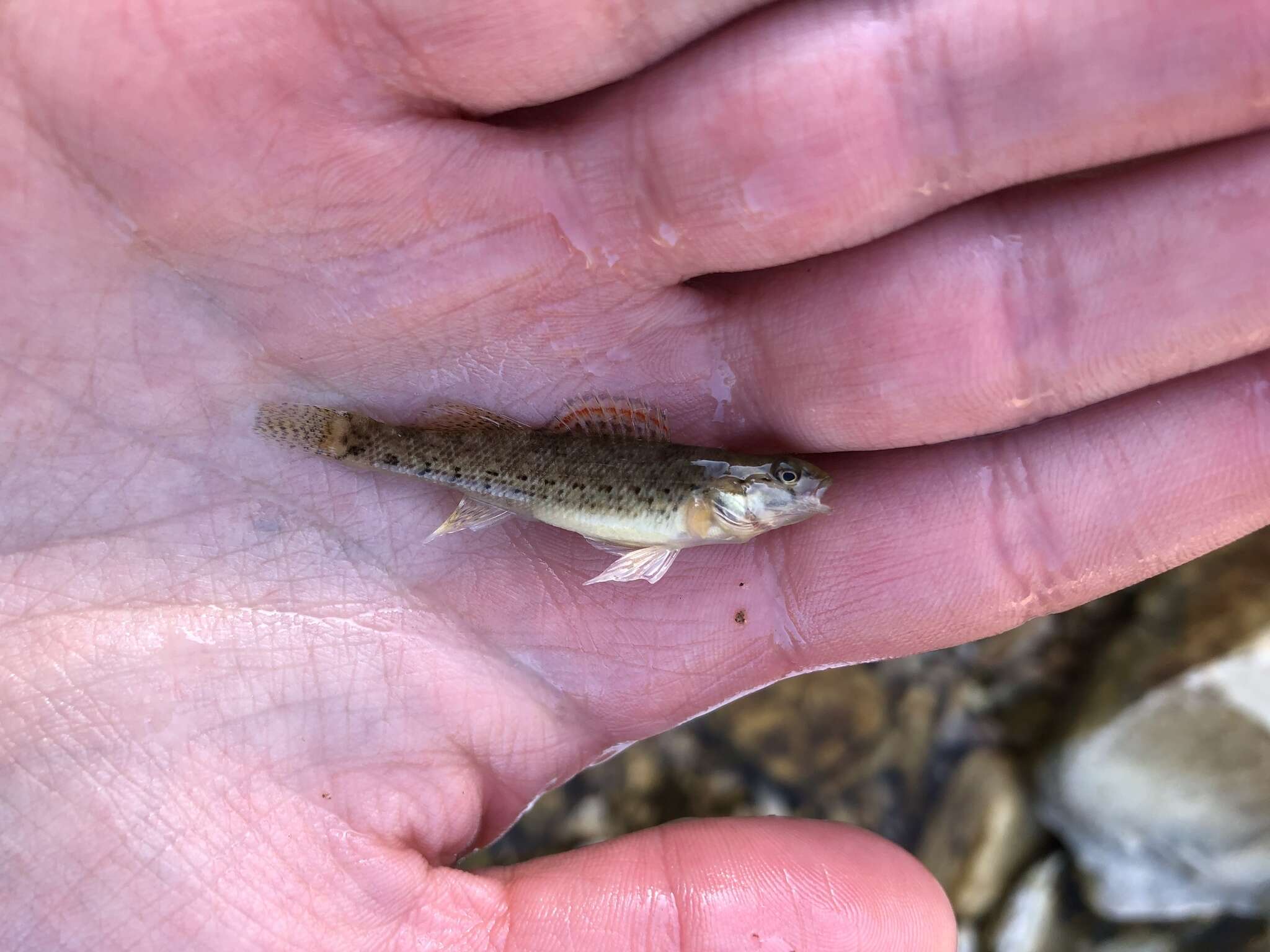 صورة Etheostoma whipplei (Girard 1859)