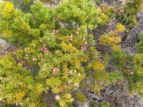 Image of Leptecophylla robusta (Hook. fil.) C. M. Weiller