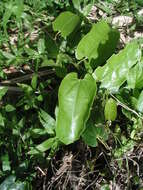 Image de Aristolochia tonduzii O. Schmidt