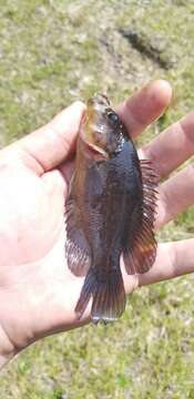 Image of Mud sunfishes