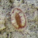 Image of Stomacoccus platani Ferris 1917