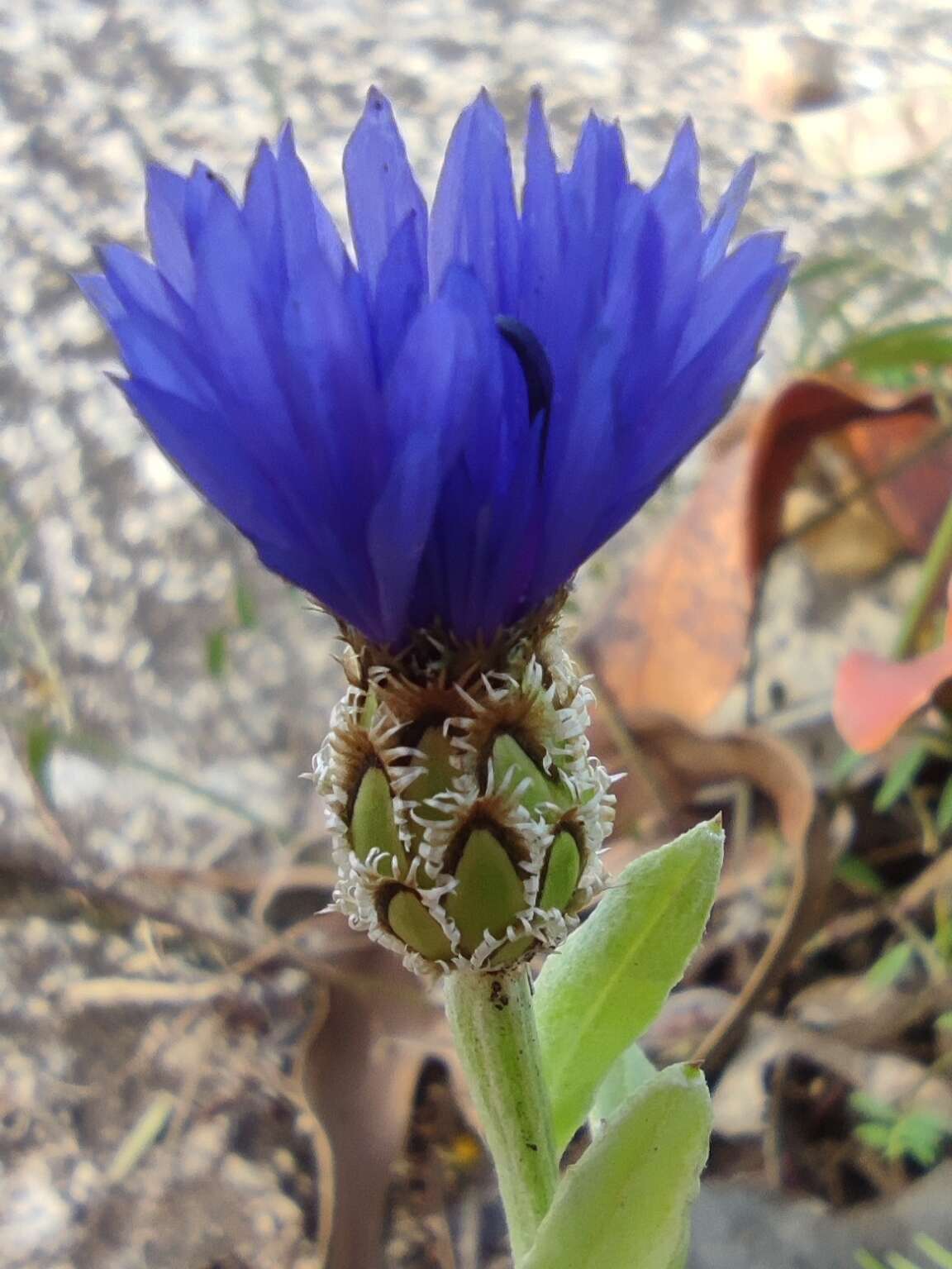 Image of Centaurea cyanoides Berggren & Wahlenb.