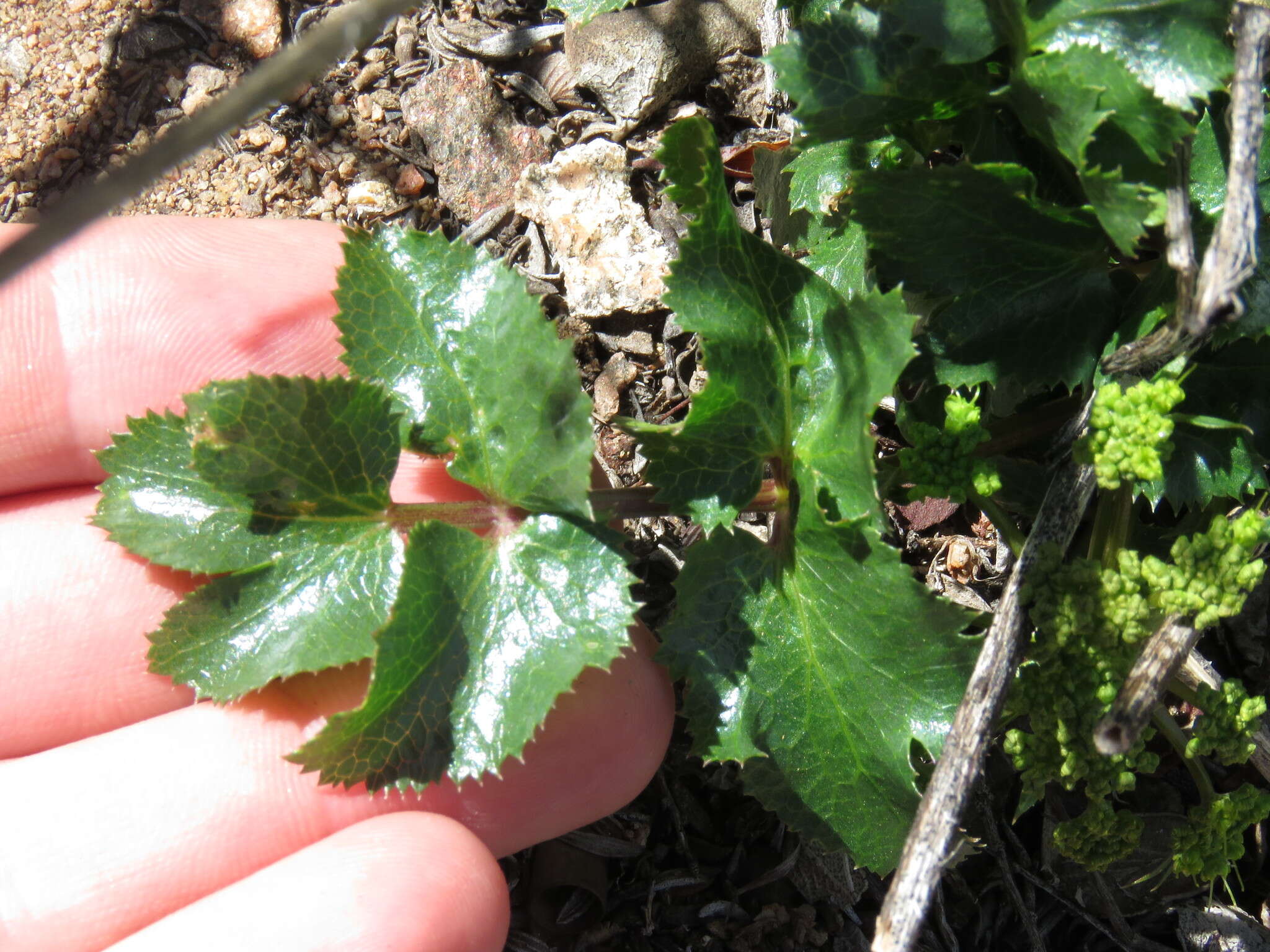 Image of southern umbrellawort