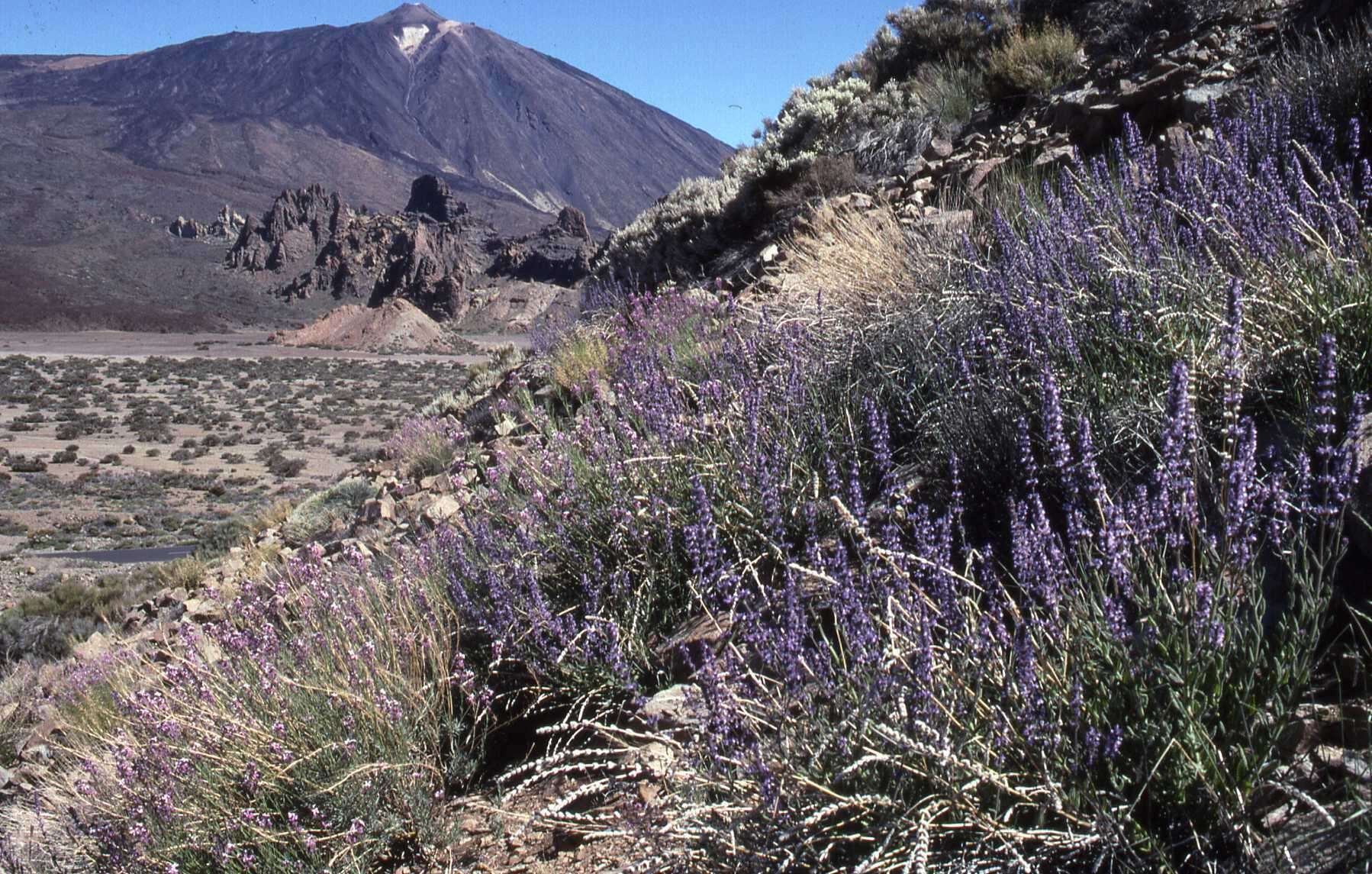 Image of Nepeta teydea Webb & Berthel.