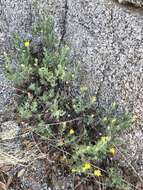 Image of rockyscree false goldenaster