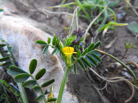 Image of Hippocrepis biflora Spreng.