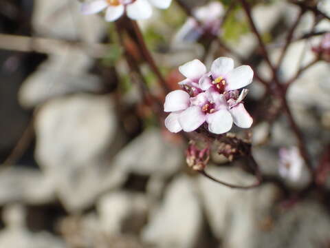 Plancia ëd Iberis linifolia subsp. linifolia