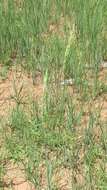 Image of Western-Wheat Grass