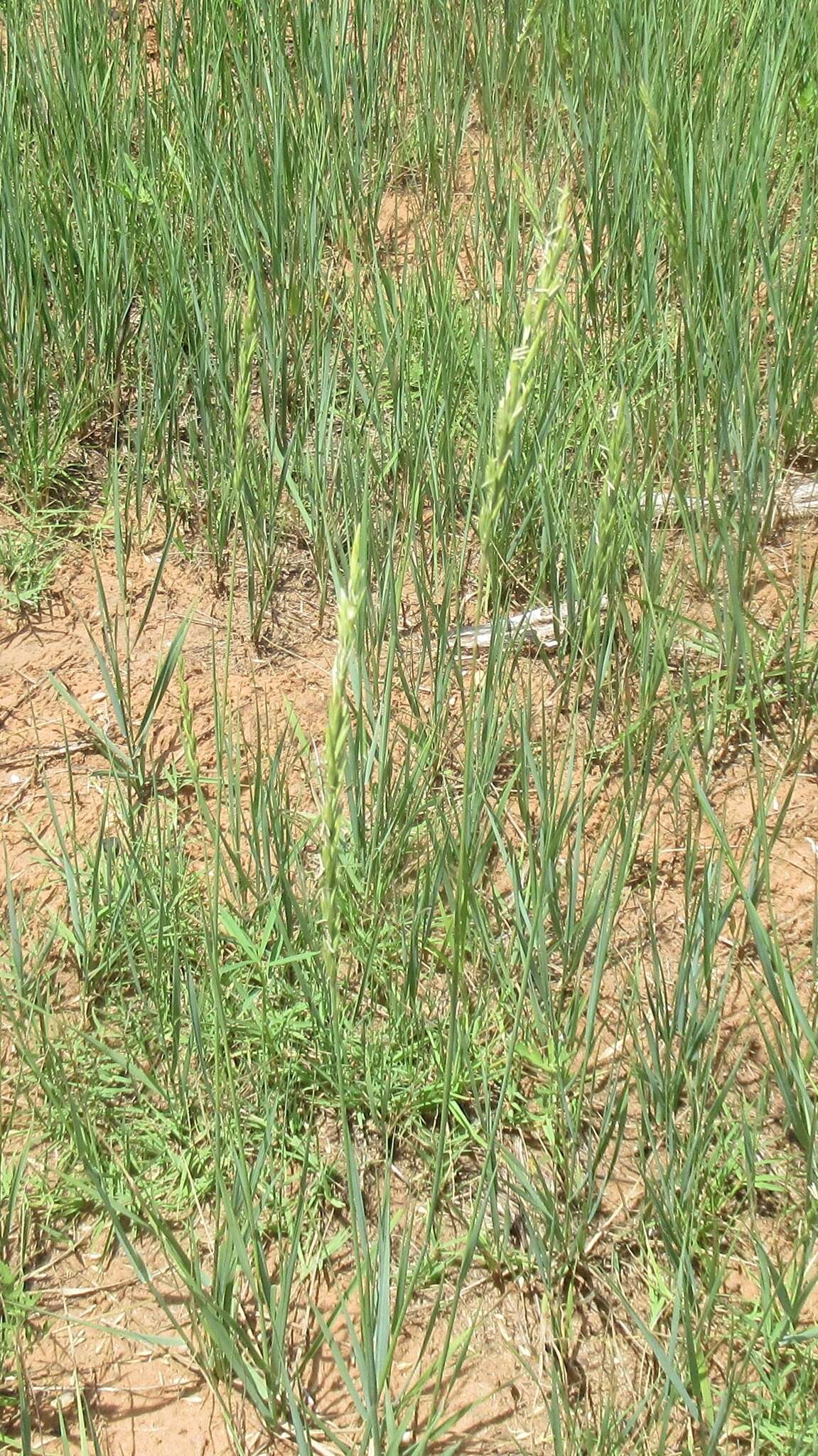 Elymus smithii (Rydb.) Gould的圖片