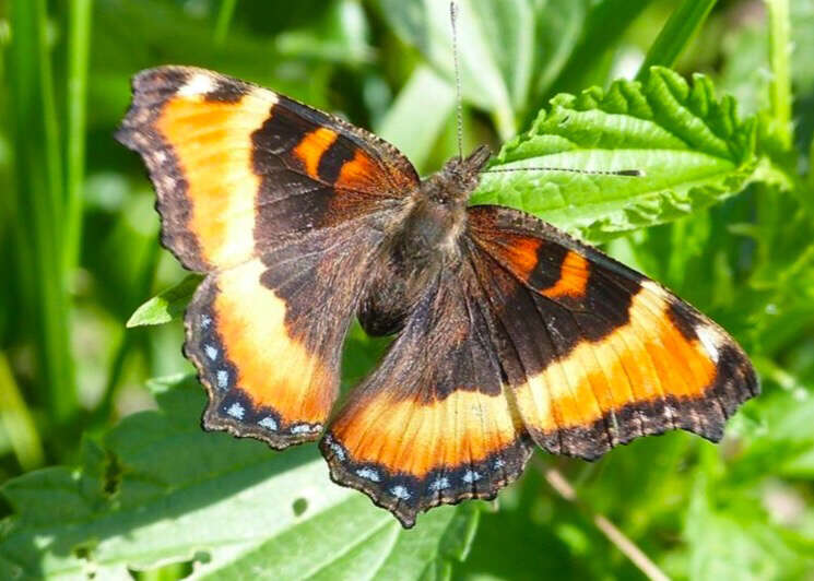 Image of Milbert's Tortoiseshell