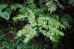 Image of Pitted Potato Fern
