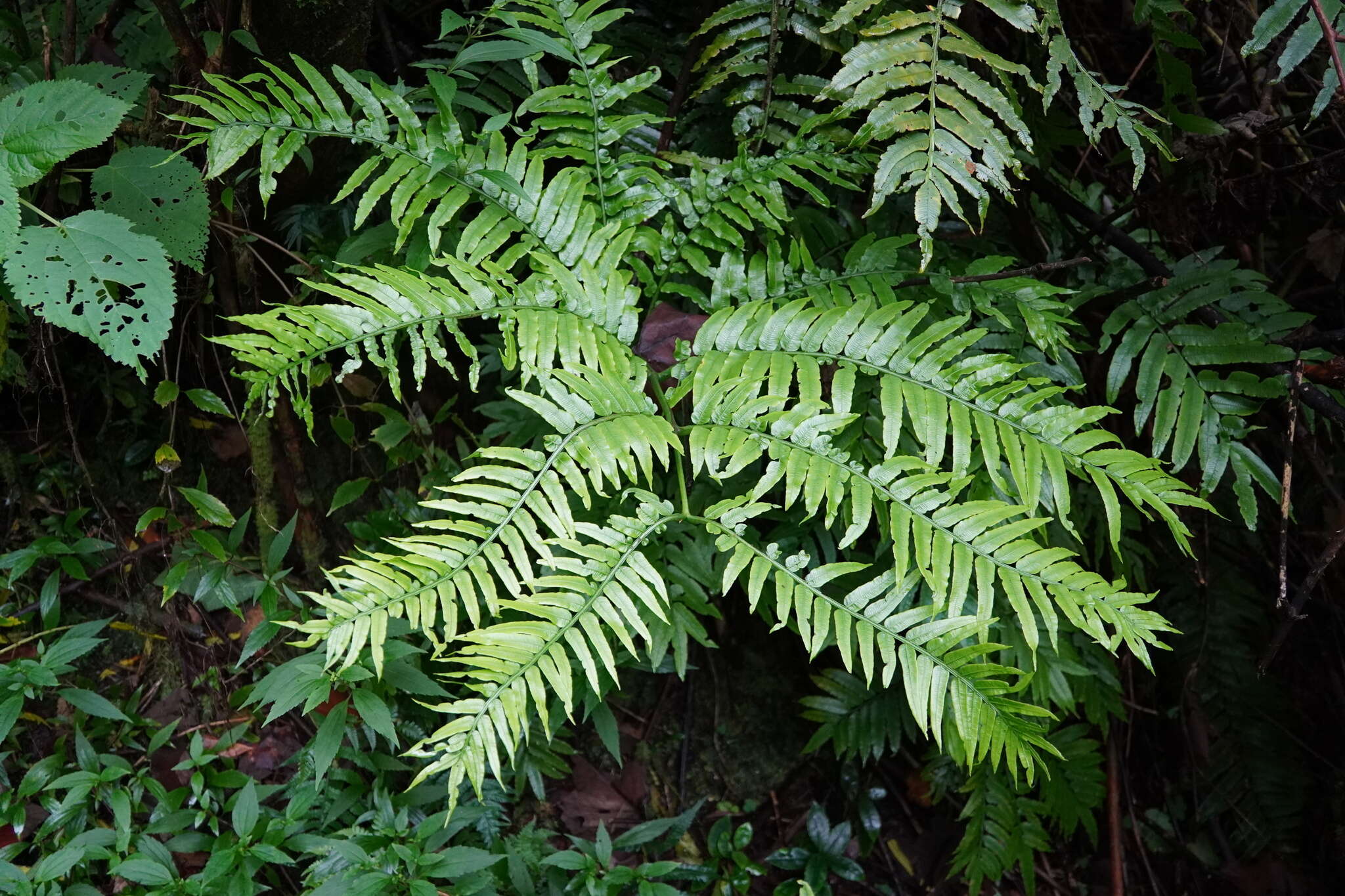 Image of Pitted Potato Fern