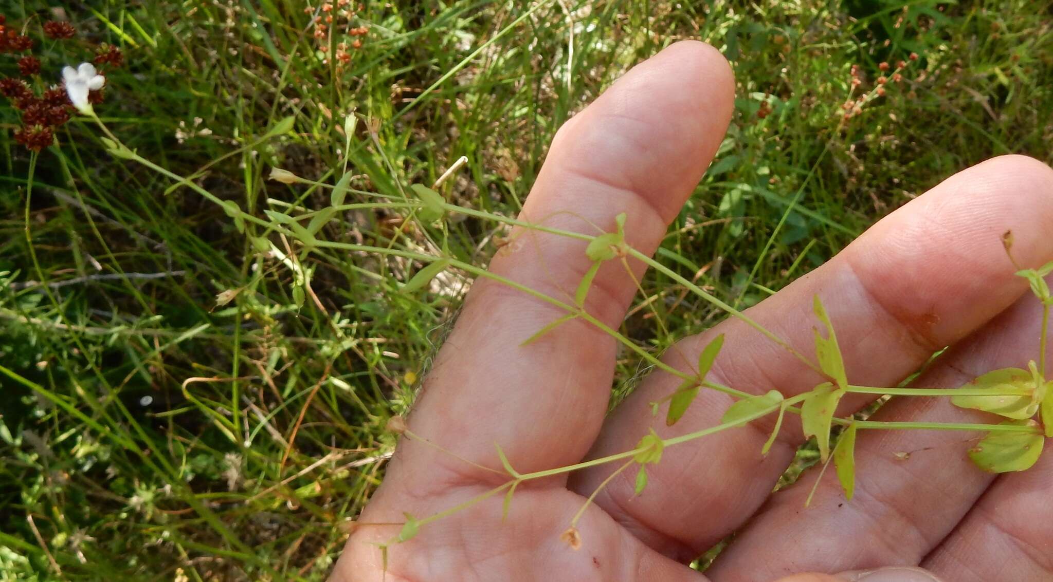 Image of Lindernia dubia var. anagallidea (Michx.) Cooperr.